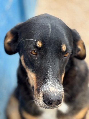 Adopter Mila