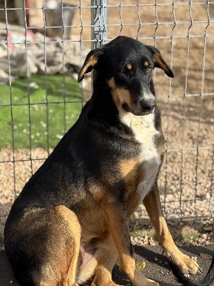 Adopter Mila