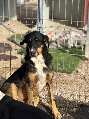 Adopter Mila