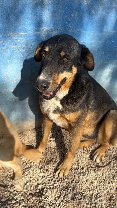 Adoption Mila