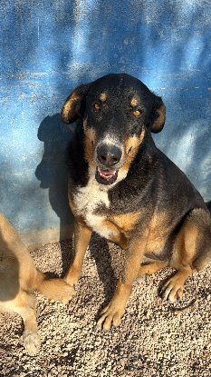 Adoption Mila