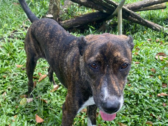 Adopter Mila