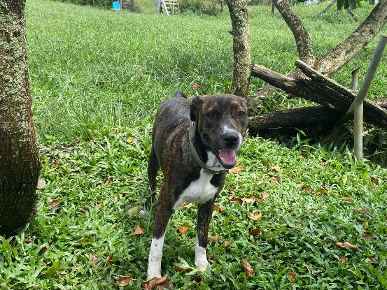 Adoption Mila