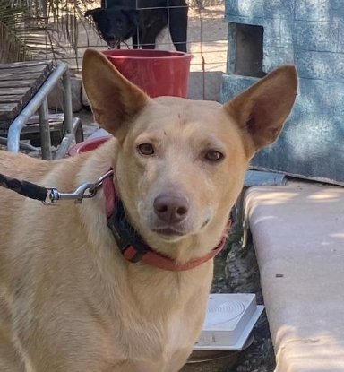 Adopter Milan