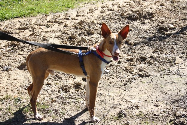 Adopter Milky