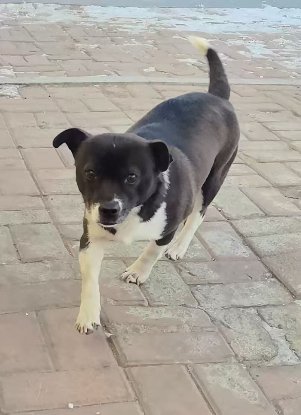 Adopter Millie