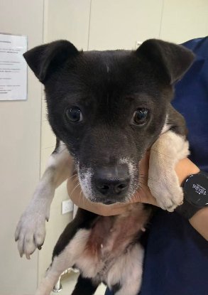 Adoption Millie