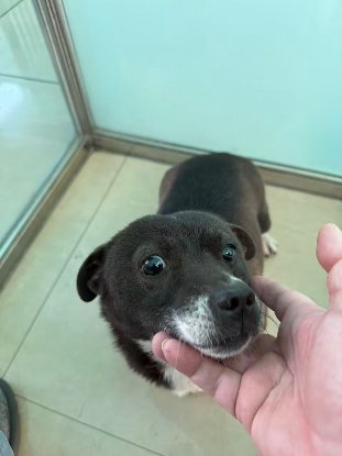 Adoption Millie