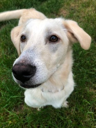 Adopter Mimo