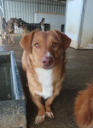 Adopter Minnie
