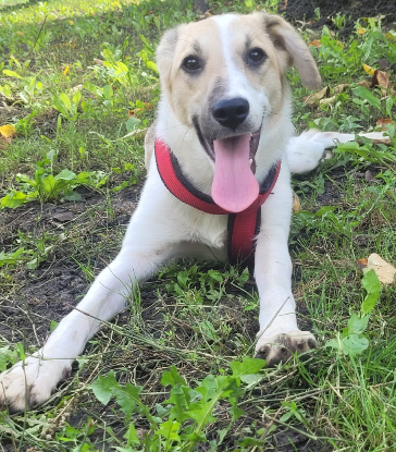 Adopter Minty