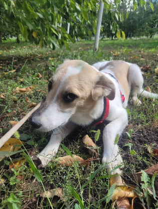 Adopter Minty