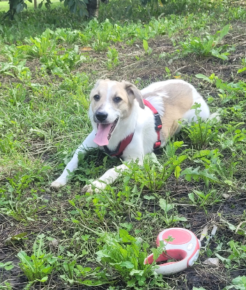 Adoption Minty