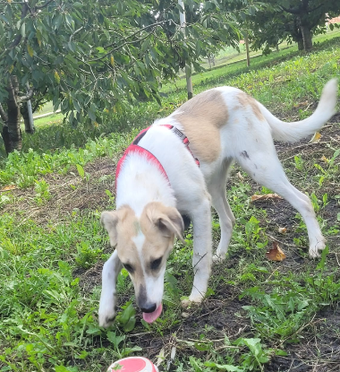 Adoption Minty