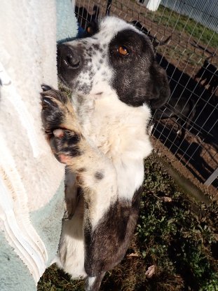 Adopter Mira