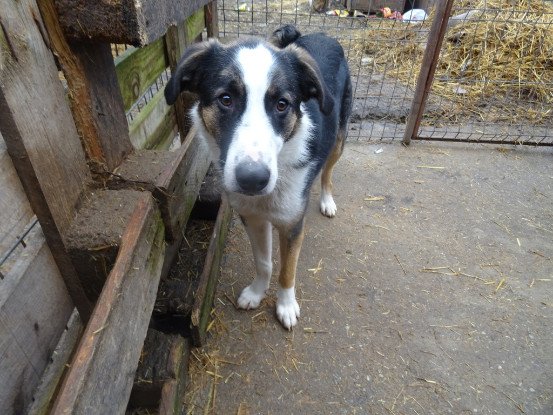 Adopter Mistral