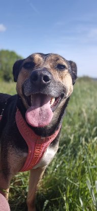 Adopter Moka