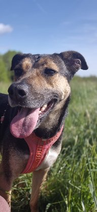 Adopter Moka