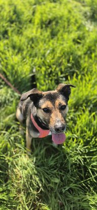 Adoption Moka