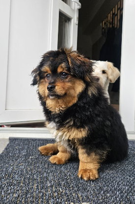 Adopter Moki