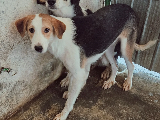 Adopter Molly