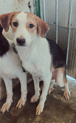 Adopter Molly