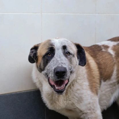 Adopter Moncho