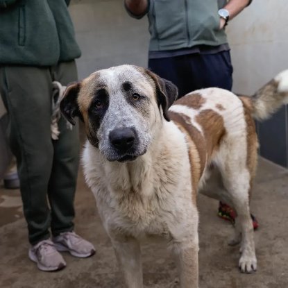 Adopter Moncho