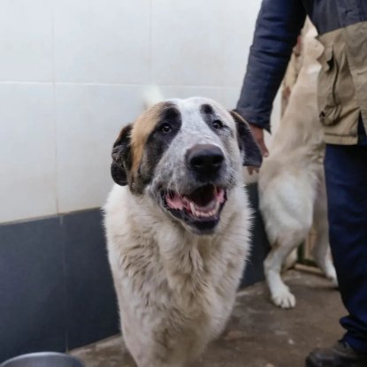 Adopter Moncho