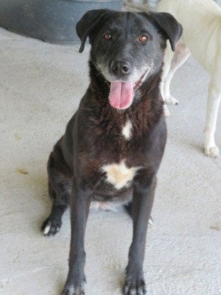 Adopter Moon