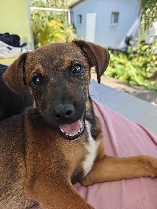 Adopter Mowgli