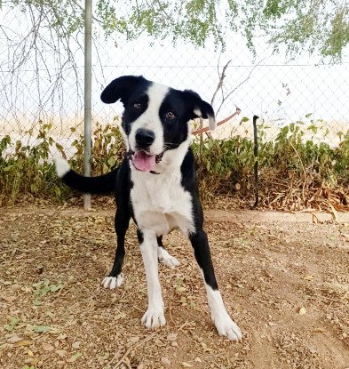 Adopter Mufasa