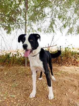 Adopter Mufasa