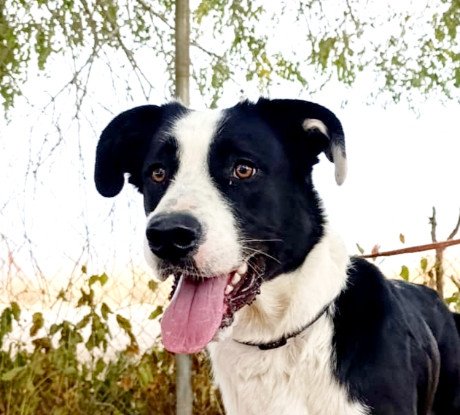 Adoption Mufasa