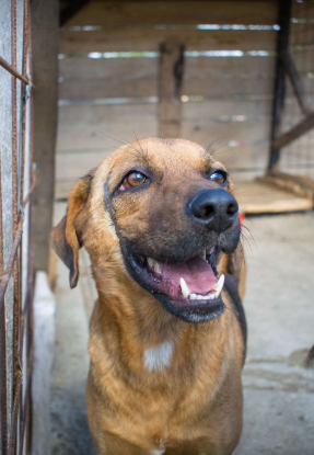 Adopter Murray