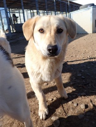Adopter Myriade