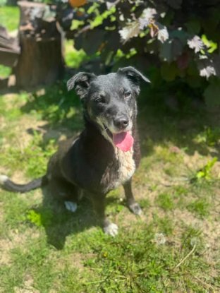 Adopter Mysty