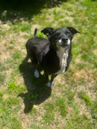 Adoption Mysty
