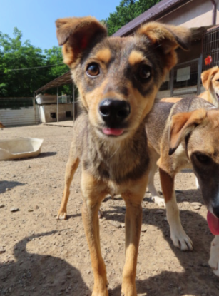 Adopter Nagori