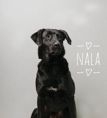 Adopter Nala