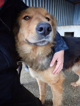 Adopter Namaari