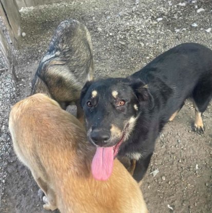 Adopter Nando