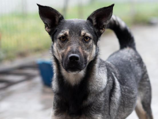 Adopter Nando