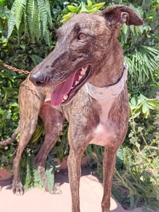 Adopter Narumi