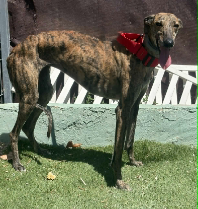 Adopter Natalia