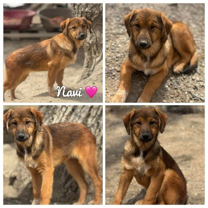 Adopter Navi