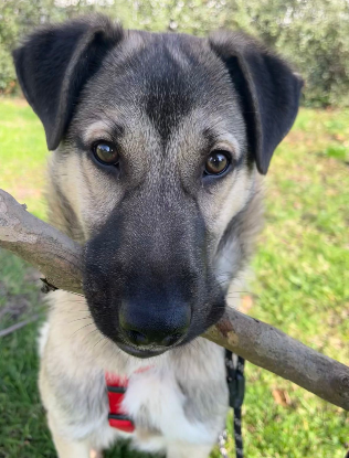 Adopter Nera