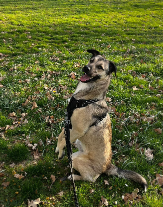 Adopter Nera