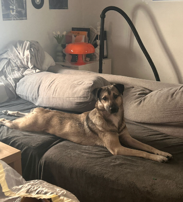 Adoption Nera
