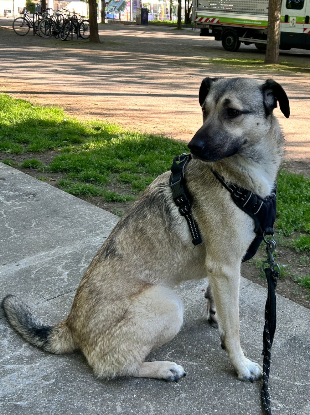 Adoption Nera